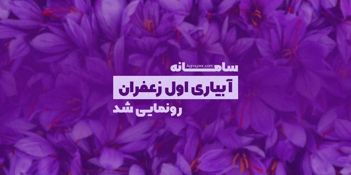 آبیاری اول زعفران